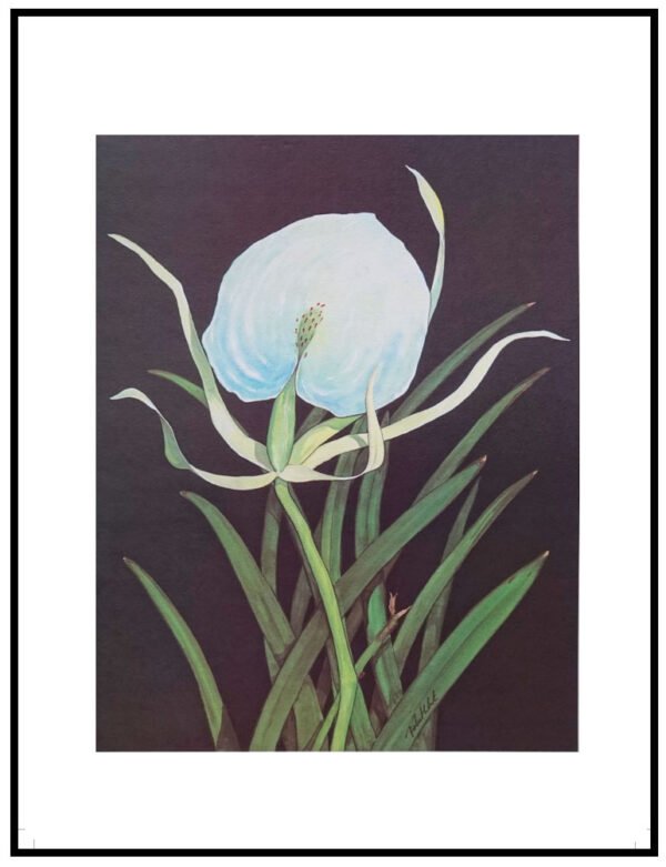 AIM 736 Nodosa (S/N LIMITED EDITION)